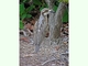 Alcaraván colilargo<br />(Burhinus grallarius)