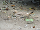 Alcaraván común<br />(Burhinus oedicnemus)