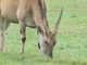 Alce africano<br />(Taurotragus oryx)