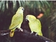 Amazona real de nuca amarilla<br />(Amazona auropalliata)