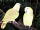 Amazona real de nuca amarilla<br />(Amazona auropalliata)