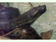 Anaconda común<br />(Eunectes murinus)