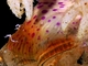 Anémona comensal<br />(Adamsia carciniopados)