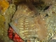 Anémona de ermitaño<br />(Calliactis parasitica)