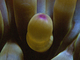 Anémona dorada<br />(Condylactis aurantiaca)