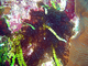 Anémona escondida<br />(Lebrunia coralligens)