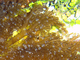 Anémona escondida<br />(Lebrunia coralligens)