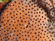 Anémona granate de las esponjas<br />(Parazoanthus puertoricense)