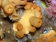 Anémona incrustante amarilla<br />(Parazoanthus axinellae)