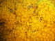 Anémona incrustante amarilla<br />(Parazoanthus axinellae)