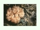 Anémona plumosa<br />(Metridium senile)