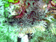 Anémona ramificada<br />(Lebrunia danae)