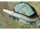 Anguila europea<br />(Anguilla anguilla)