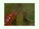 Larva predando sobre pulgón, por Antonio Serrano