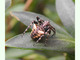 Araña angulosa<br />(Araneus angulatus)