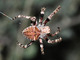 Araña angulosa<br />(Araneus angulatus)