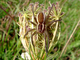 Araña balsa<br />(Dolomedes fimbriatus)