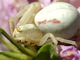 Araña cangrejo de las flores<br />(Misumena vatia)
