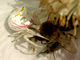 Araña cangrejo de las flores<br />(Misumena vatia)