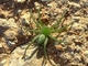 Araña cangrejo gigante<br />(Micrommata virescens)