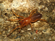 Araña cazadora roja<br />(Dysdera crocata)