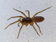 Araña cazadora roja<br />(Dysdera crocata)
