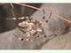 Araña circe<br />(Araneus circe)