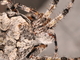 Araña circe<br />(Araneus circe)