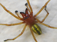 Araña de bolsa amarilla<br />(Cheiracanthium punctorium)