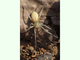 Araña de bolsa amarilla<br />(Cheiracanthium punctorium)
