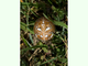 Araña de cuatro manchas<br />(Araneus quadratus)