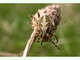 Araña de hoja de roble<br />(Aculepeira ceropegia)