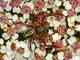 Araña de hoja de roble<br />(Aculepeira ceropegia)