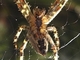 Araña de jardín<br />(Araneus diadematus)