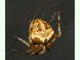 Araña de jardín<br />(Araneus diadematus)