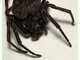Araña de las sombras<br />(Nuctenea umbratica)