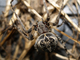 Araña de los puentes<br />(Larinioides sclopetarius)