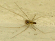 Araña de patas largas<br />(Pholcus phalangioides)