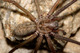 Araña doméstica<br />(Tegenaria atrica)