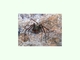 Araña ermitaña del Mediterráneo<br />(Loxosceles rufescens)