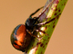 Araña globosa<br />(Synema globosum)