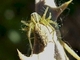 Araña lince Oxyopes lineatus<br />(Oxyopes lineatus)