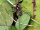 Araña lobo de las huertas<br />(Pardosa hortensis)
