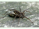 Araña lobo de las huertas<br />(Pardosa hortensis)