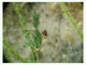 Araña marmórea<br />(Araneus marmoreus)