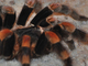 Araña mejicana de rodillas rojas<br />(Brachypelma smithii)