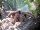 Araña mono de Martinica<br />(Avicularia versicolor)