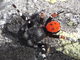 Araña moteada saltadora<br />(Eresus cinnaberinus)