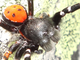 Araña moteada saltadora<br />(Eresus cinnaberinus)