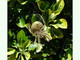 Araña pálida<br />(Araneus pallidus)